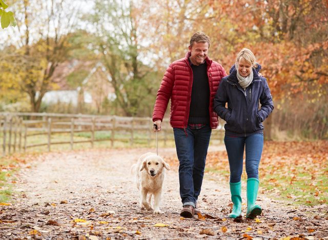 Mature Couple On Autumn Walk With Labrador