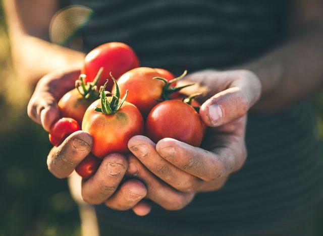 Farmer holding fresh tomatoes at sunset. Food, vegetables, agriculture