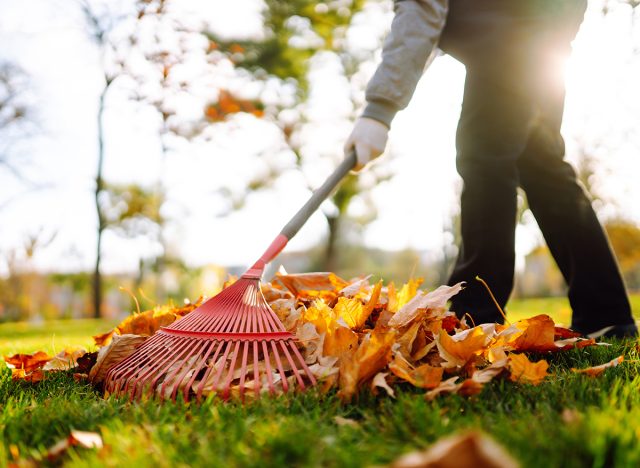 Rake with fallen leaves in the park. Janitor cleans leaves in autumn. Volunteering, cleaning, and ecology concept.