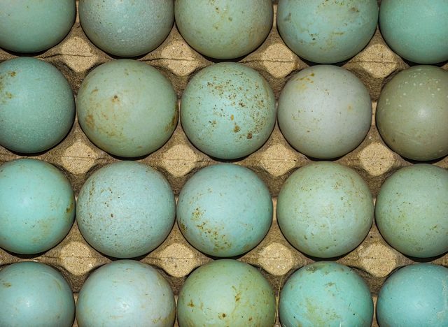 duck eggs neatly arranged in an egg box or tray to be processed into salted eggs