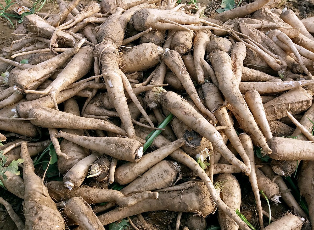 Chicory Roots