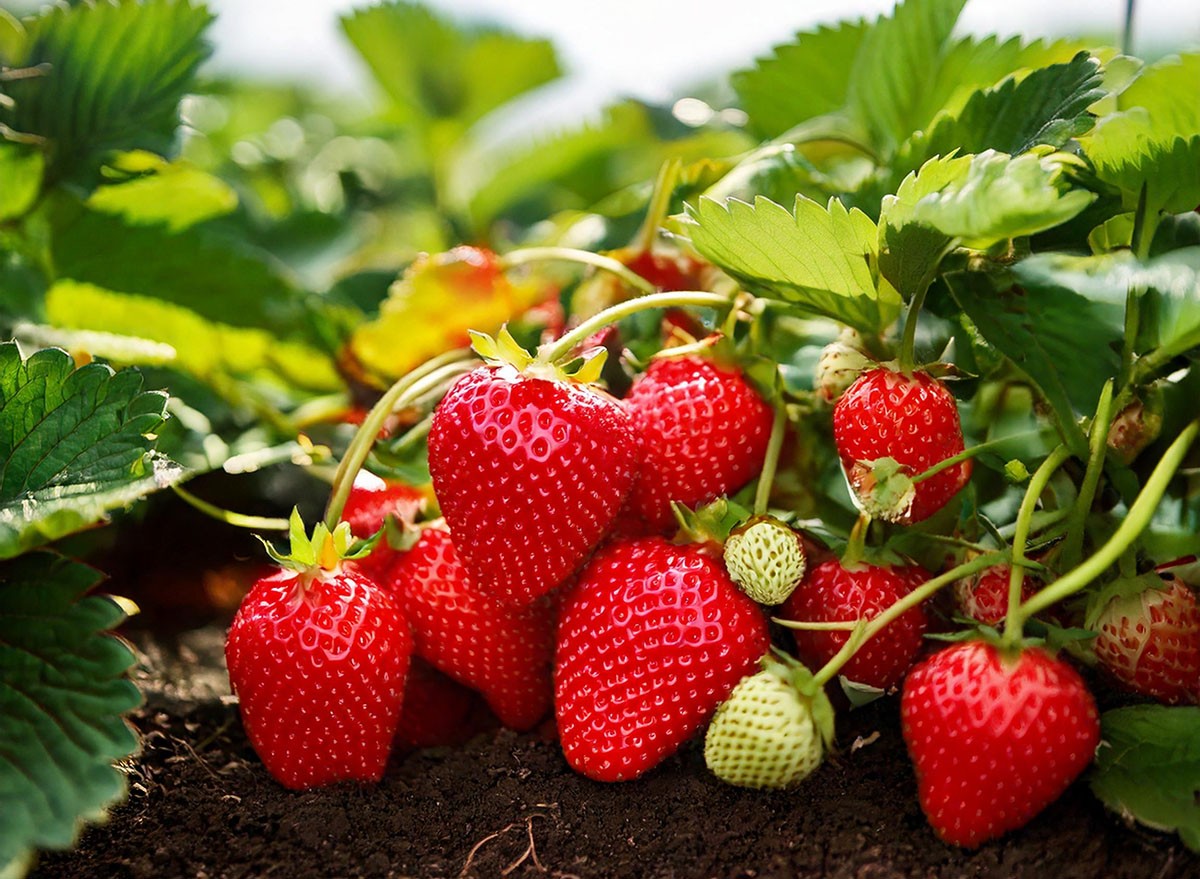 Harvesting of fresh ripe big organic red strawberry fruit in own garden.