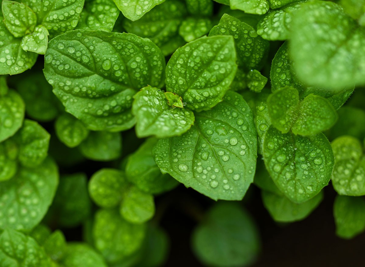 macro image of fresh mint leaves with water drops